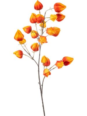 Physalis orange H90 см