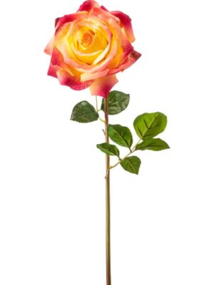 Rose chloe beauty/yellow rt H68 см