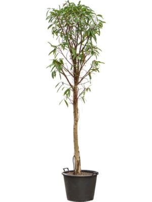 Фикус Бенедикта Амстел Кинг H300 D60 см
