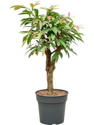 Фикус Бенедикта Амстел Кинг H90 D27 см
