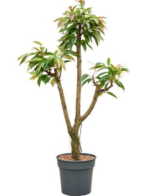 Фикус Бенедикта Амстел Кинг H150 D30 см