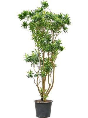 Драцена Песня Шри-Ланки H270 D50 см