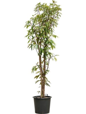 Фикус Бенедикта Амстел Кинг H245 D45 см