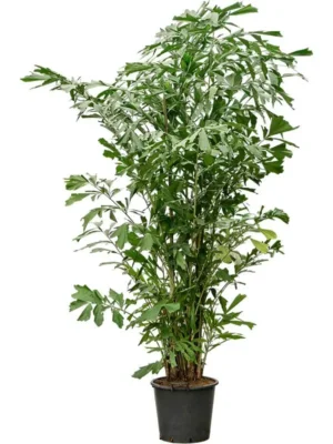 Кариота Митис мягкая H350 D43 см